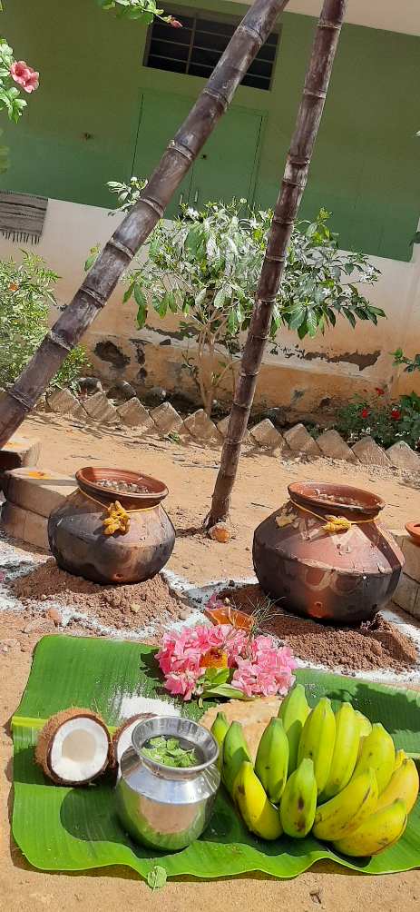 Pongal Celebrations